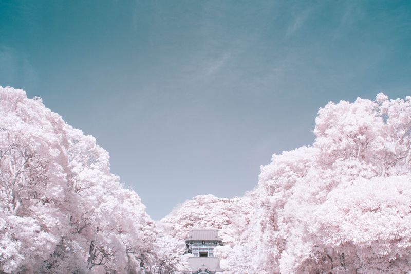 sakurahongngoai sakurahongngoai